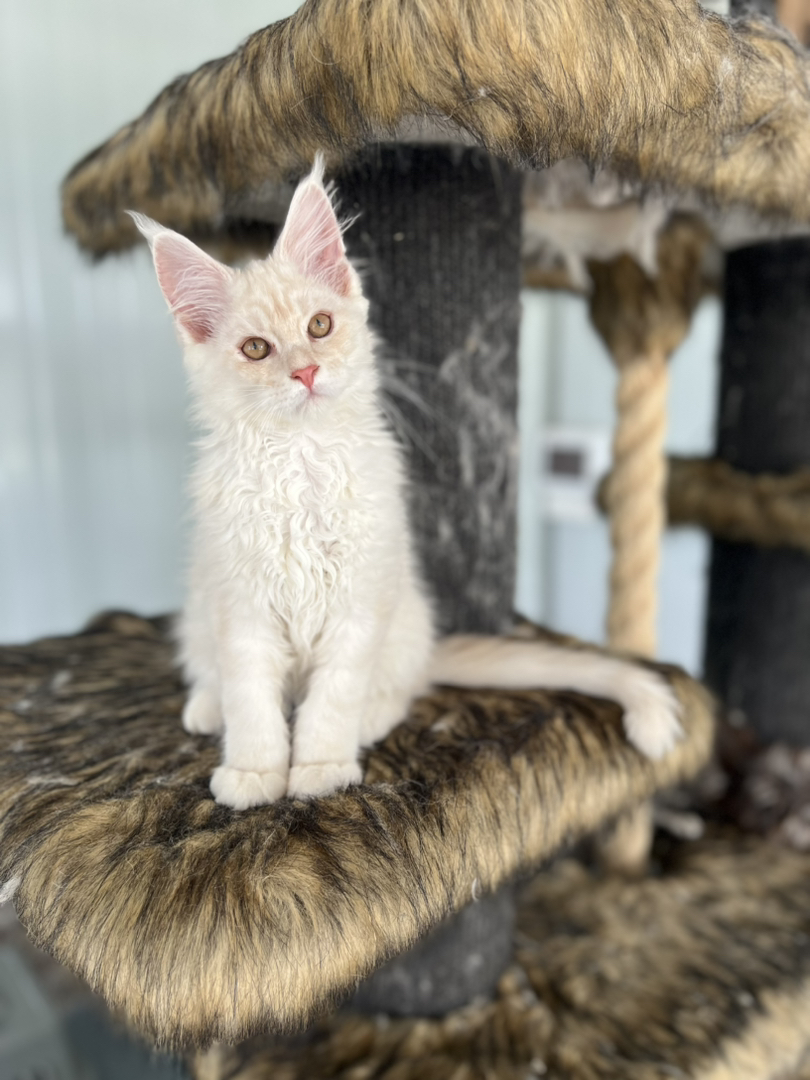 俄系缅因猫丨血统证书齐全丨大空间精致繁育丨品相顶级