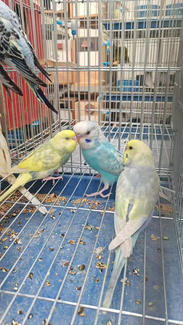 大金彩虎皮鹦鹉颜色可选包邮包活包风险好养适合新手