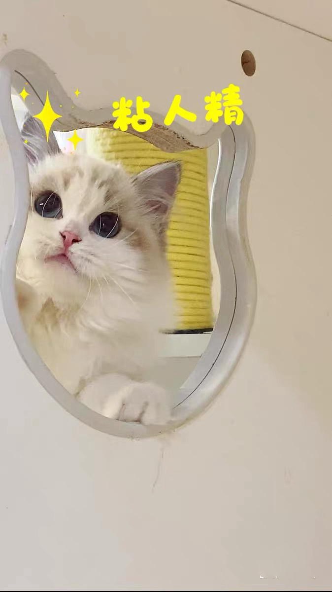 布偶猫