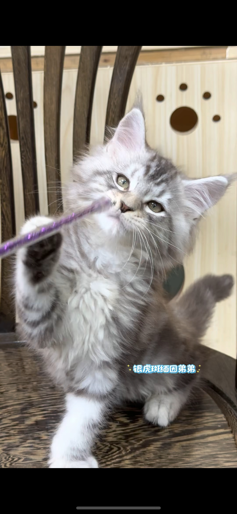 银虎缅因弟弟～两针疫苗～售后包30天猫瘟猫传腹！