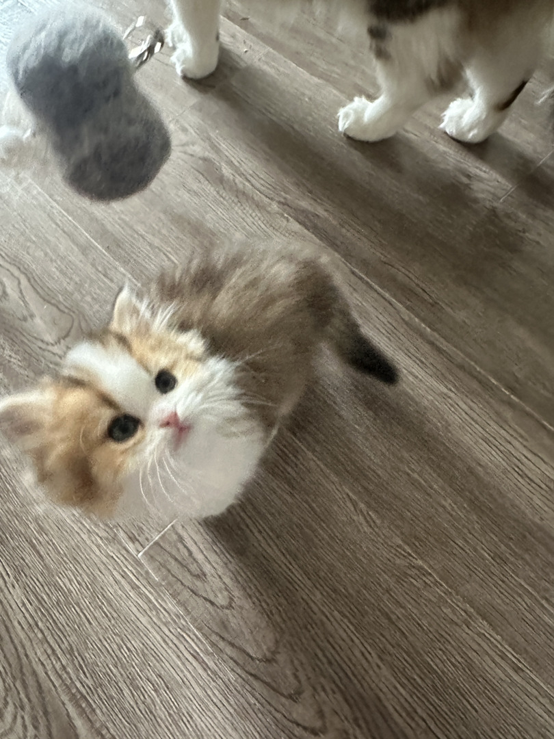 长毛金加白，长毛金点，都是正常脚，都非常可爱😻