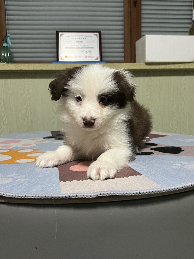 咖啡色超帅气海盗花色弟弟