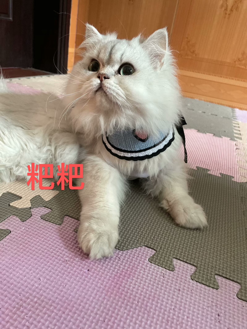 自家繁殖的金吉拉小猫咪可提前预订啦！