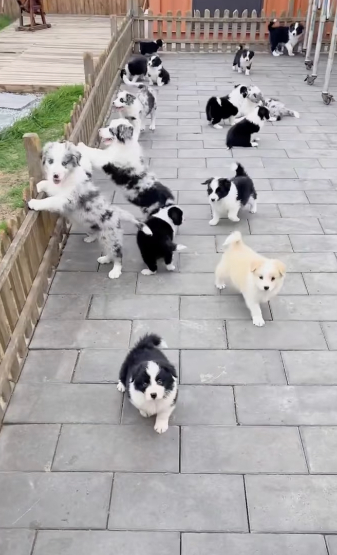 边境牧羊犬1888起步