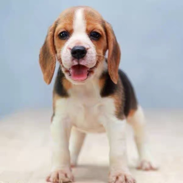 双血统比格犬❤平台推荐