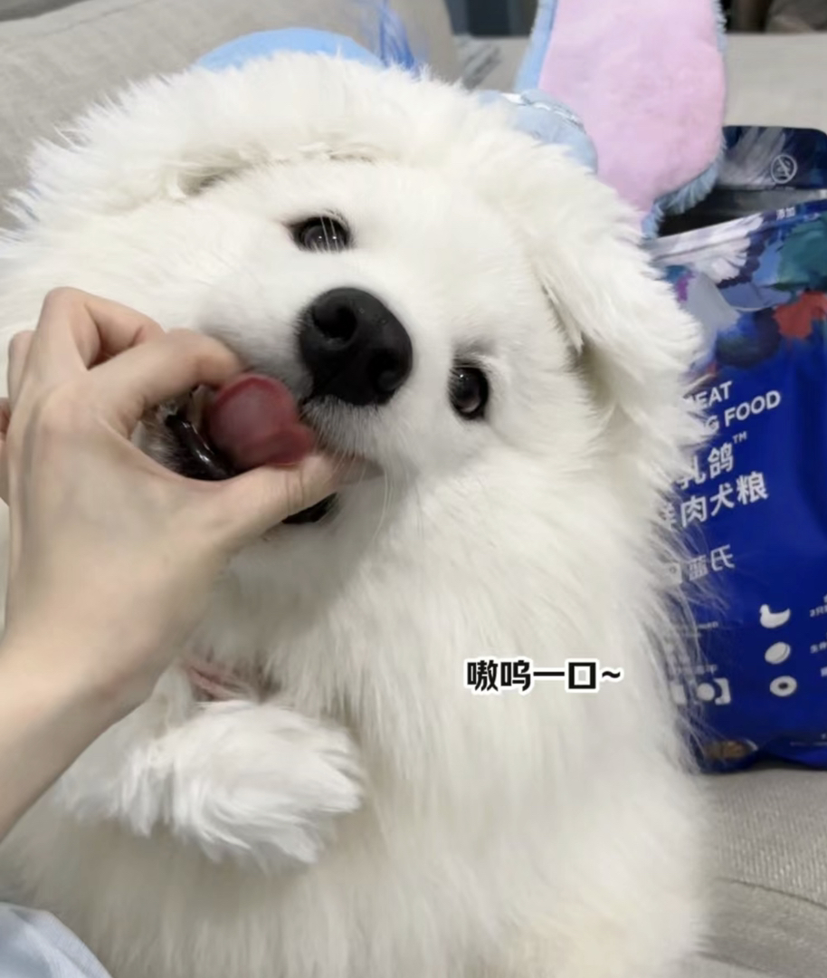 熊版大骨量萨摩耶宝宝❤️平台推荐❤️金牌🥇商家