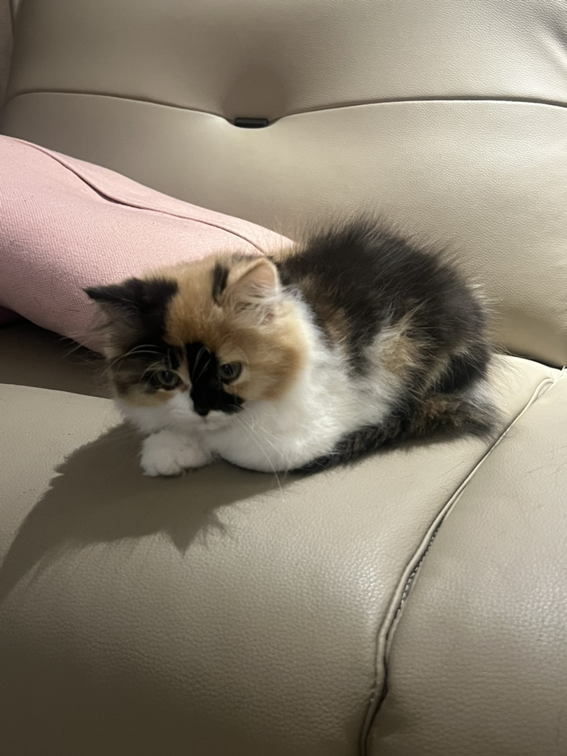 可爱三花猫，颜值超高，性格温顺，给你满满治愈感