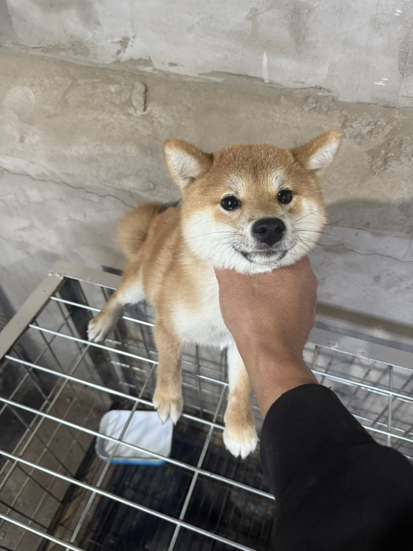 黑色极品豆柴犬