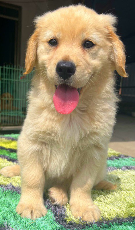 金毛幼犬,运费自理。