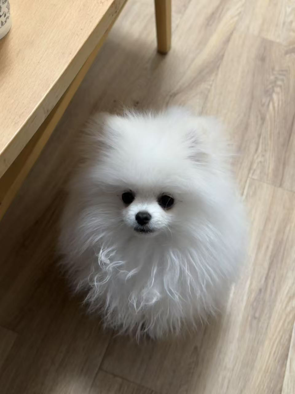 可爱小体博美犬,白色绒毛似雪球,小巧玲珑超萌