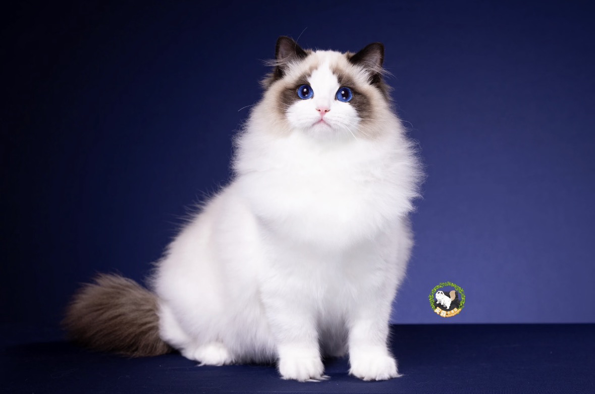 海双布偶猫，喜欢私聊