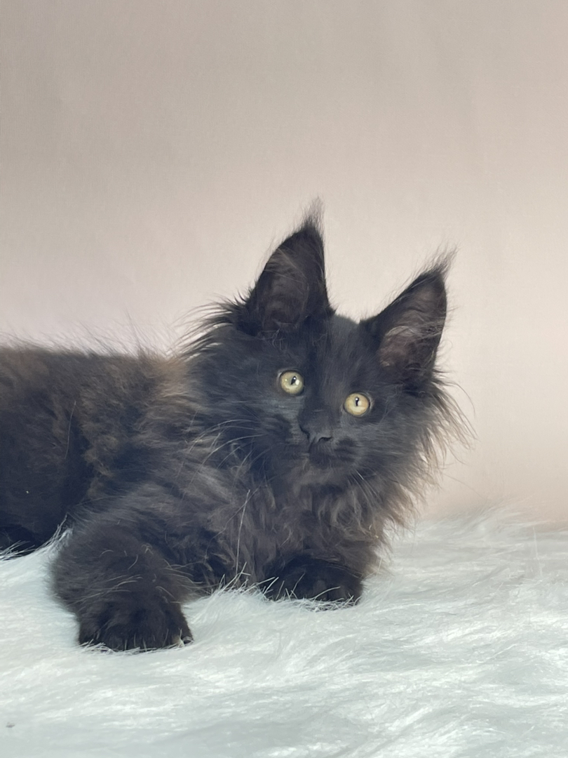 黑颜色缅因猫弟弟。