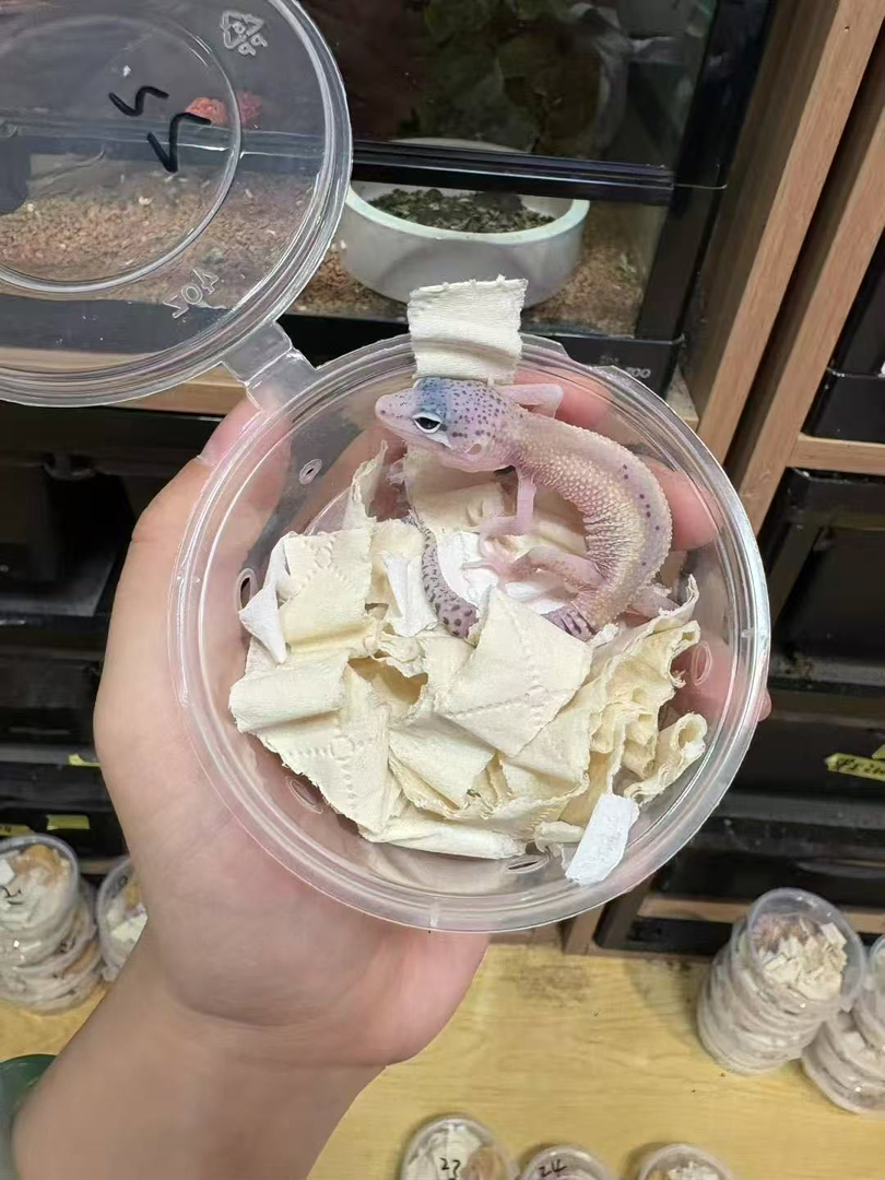 豹纹守宫苗子包邮包活包风险可图片挑选，好养适合新手