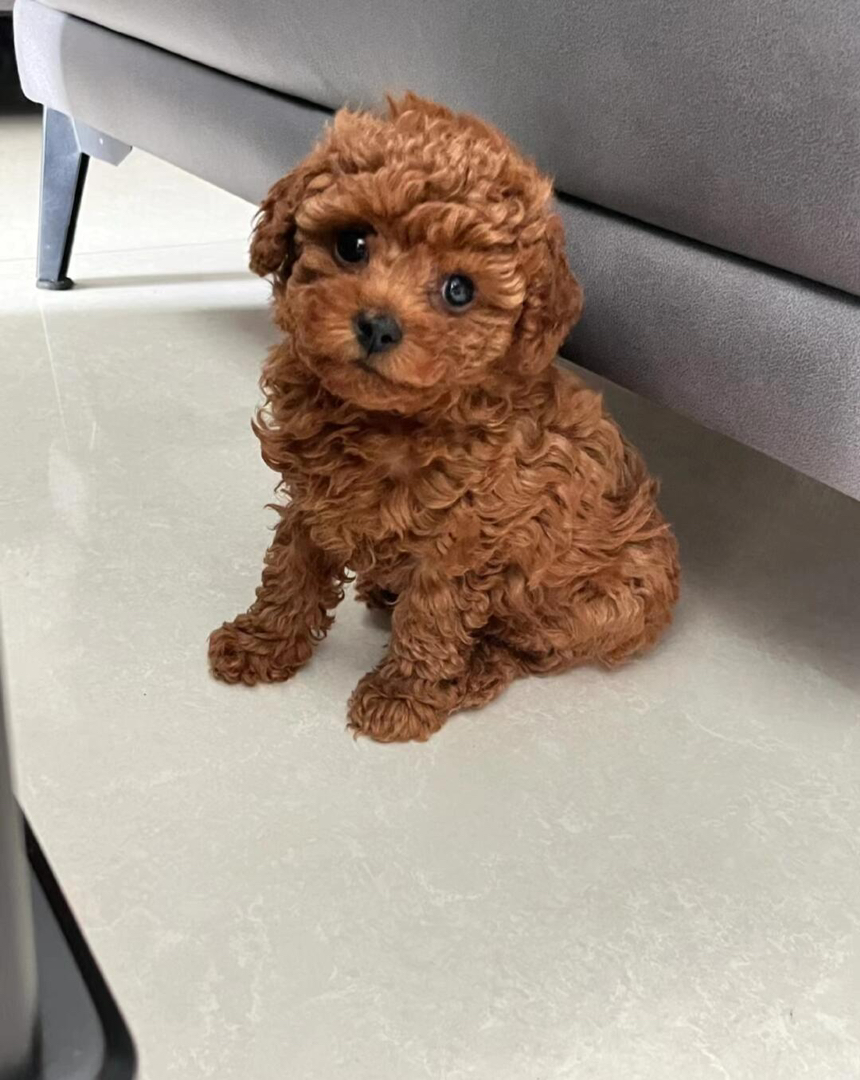 可爱泰迪犬,棕色卷毛萌翻天,小巧玲珑超惹人爱