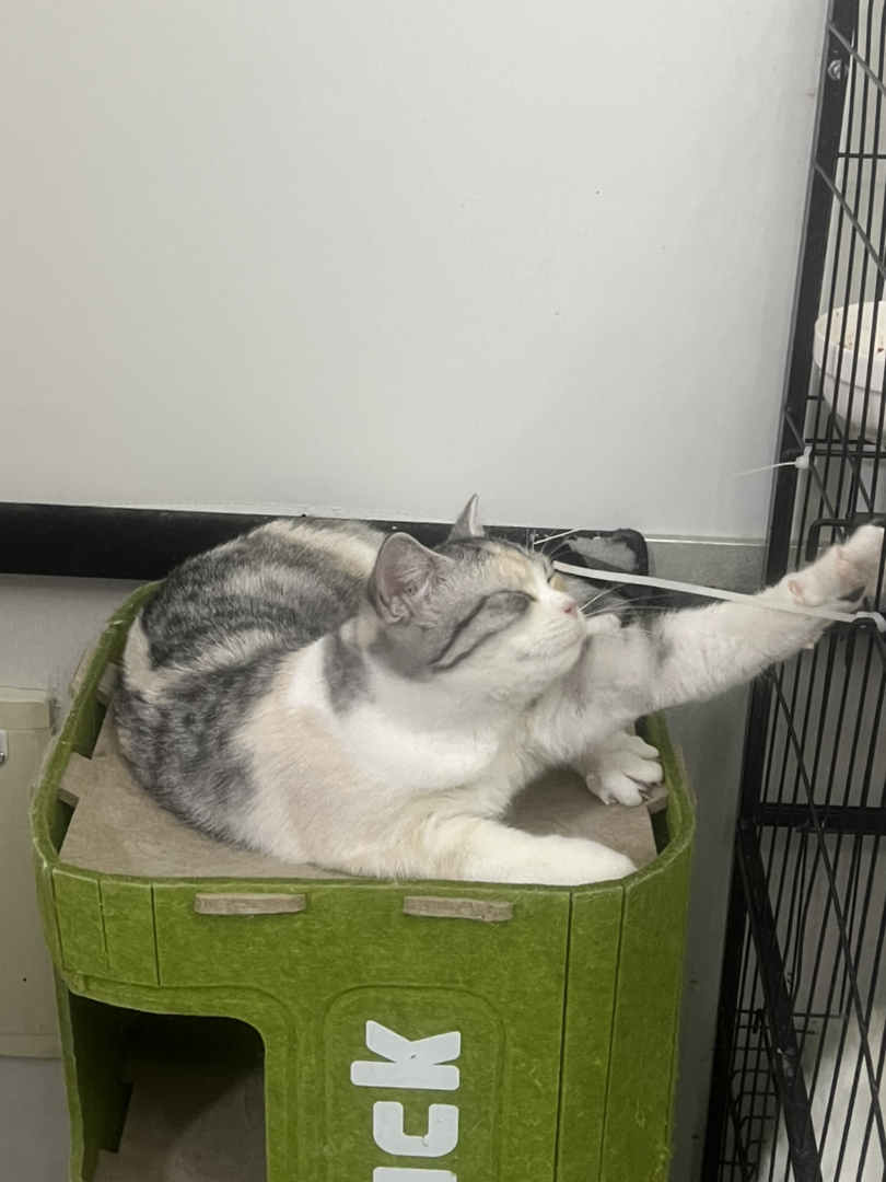 米努特猫 幼崽蹲新家 大爆毛甜美可爱