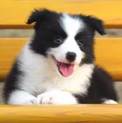 双血统边牧带证书芯片