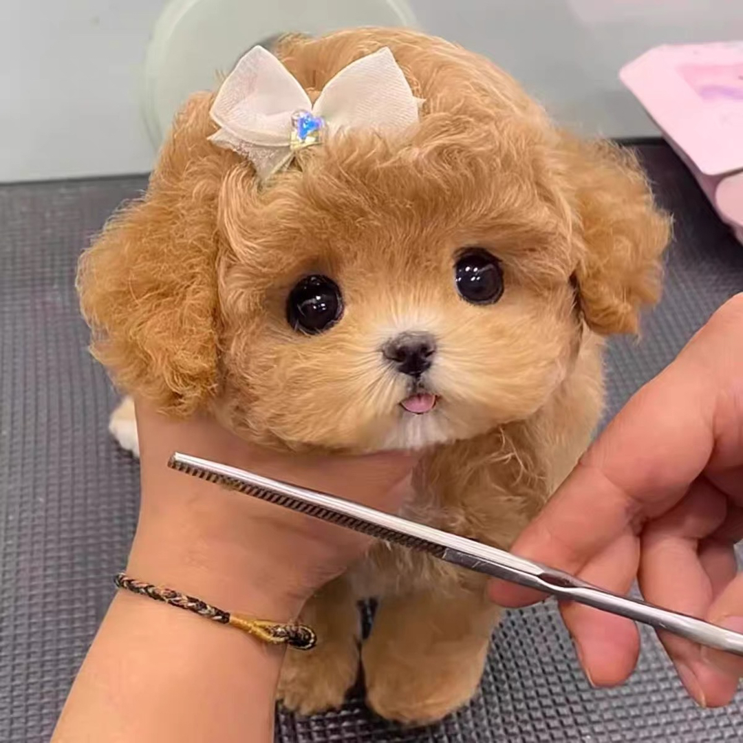 香槟色泰迪熊