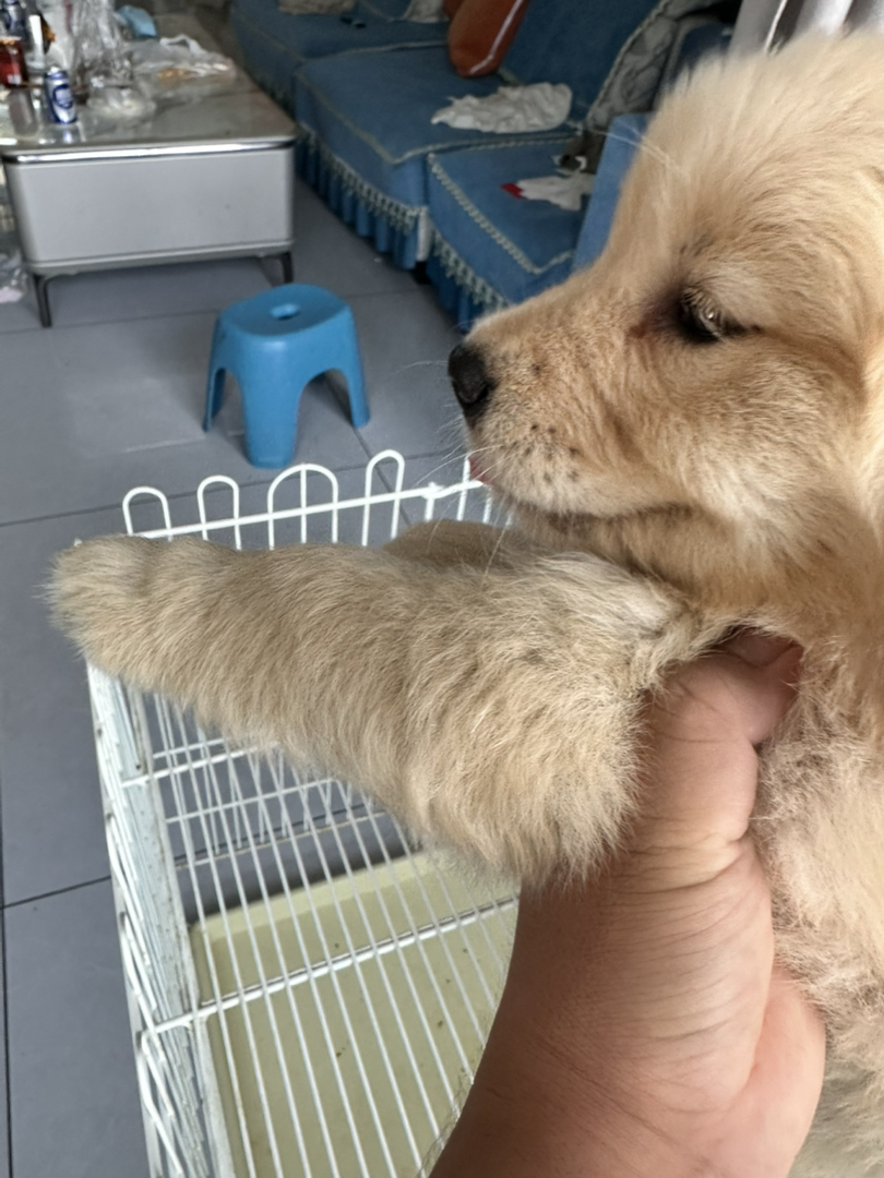 金毛