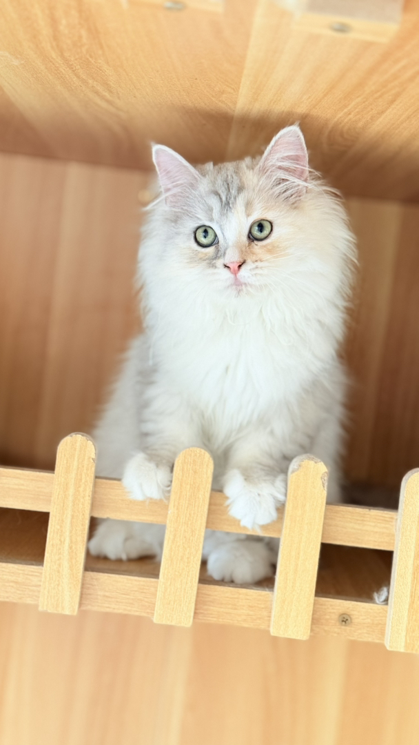 乳白长毛三花像一副水墨画，很温柔极难遇 爆毛后就拥有了一只傲娇的小仙女喵