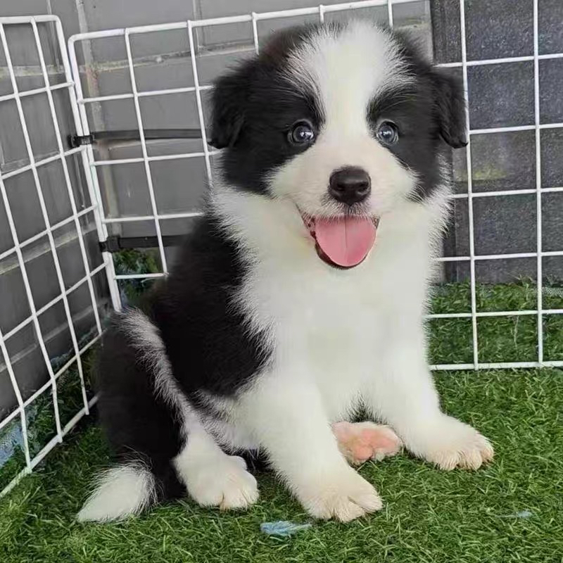 陨石色边牧。边境牧羊犬。