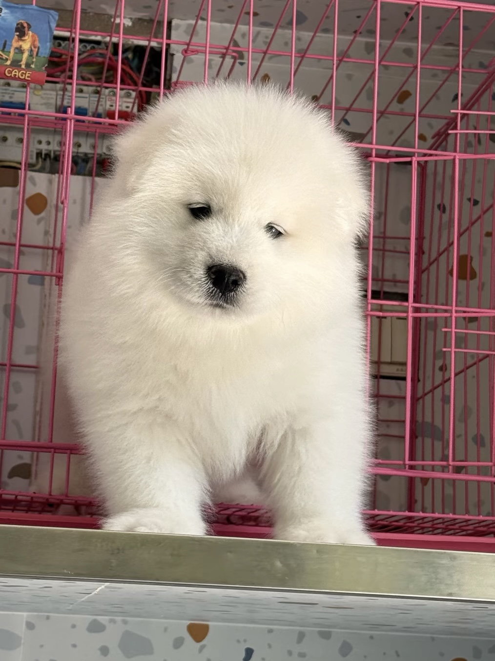 萨摩耶幼犬，雪白蓬松似棉花糖，可爱乖巧萌翻你