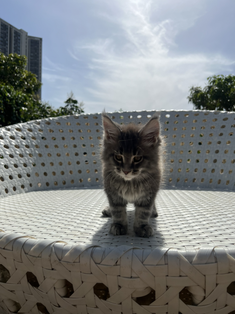 纯种俄系缅因猫丨多种色系可选丨三针疫苗齐全