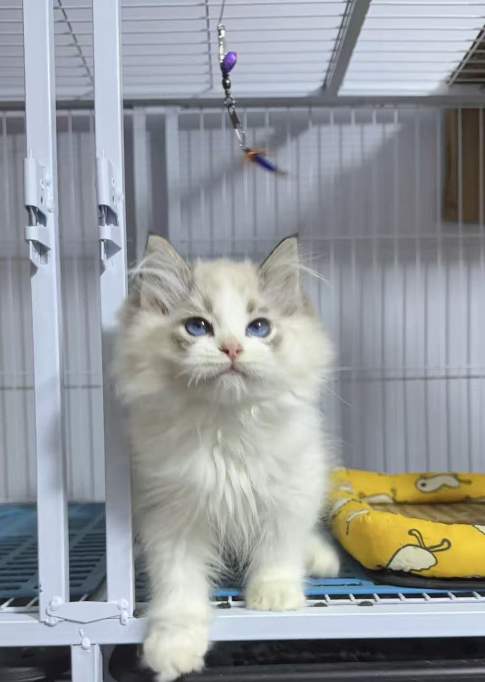 布偶猫