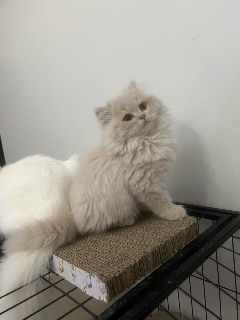 米努特稀有色高地弟弟