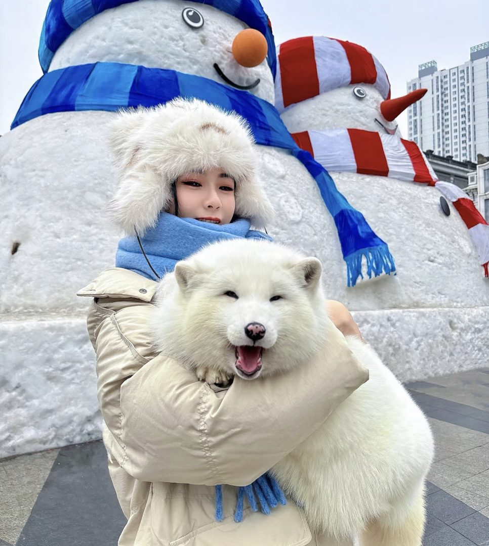 哈尔滨大胖狐狸❤纯种狐狸多又多