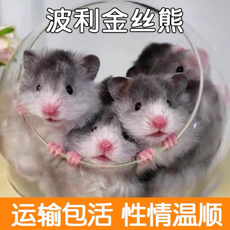 仓鼠❤金丝熊❤