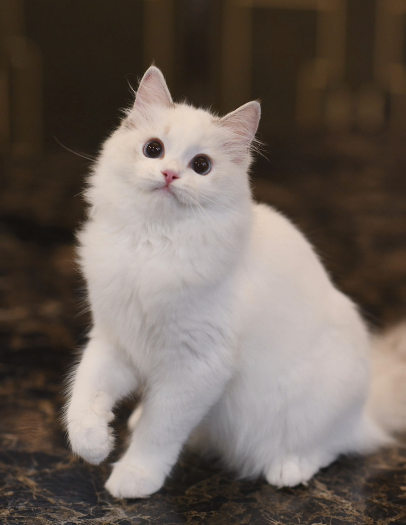 蓝双布偶，赛级双血统，性格活泼温和，冬日暖手必备