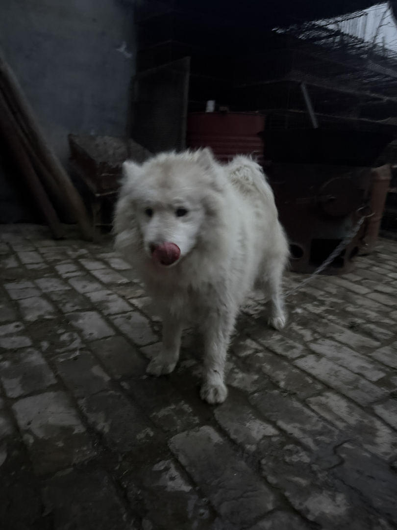 萨摩耶,一岁半,