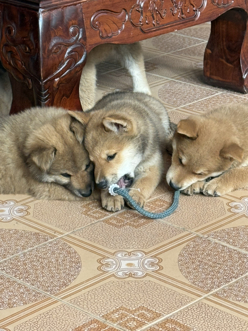 【稀有胡麻色柴犬弟弟待领～双血统基因好，健康有保障！】