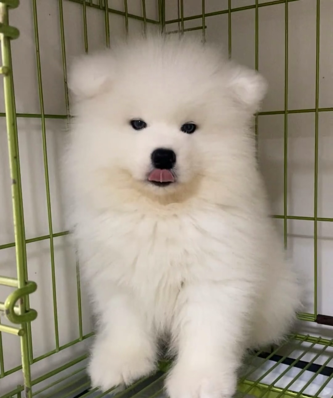 发光的萨摩耶小狗耶