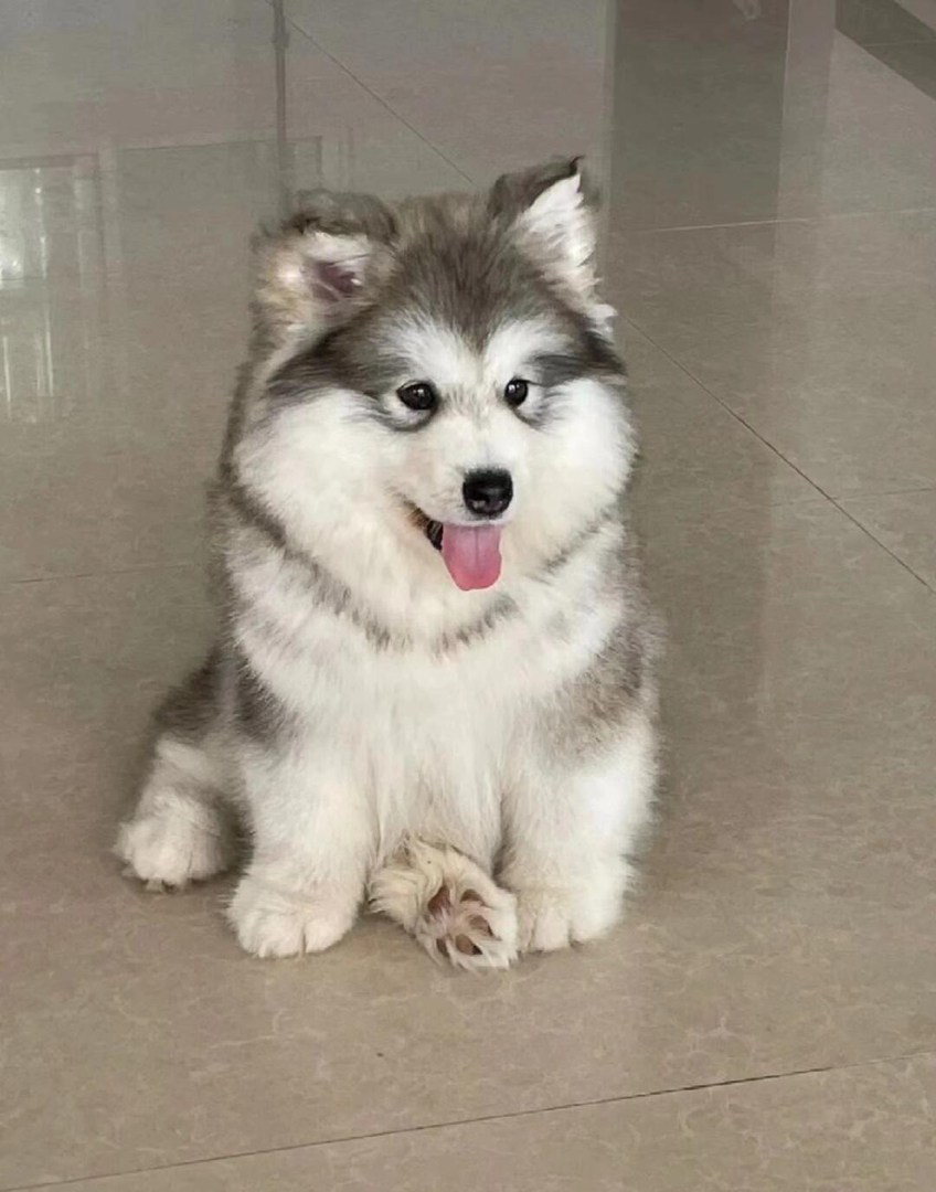 阿拉斯加幼犬，毛发蓬松，颜值高，忠诚可爱的伙伴