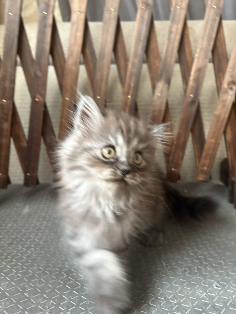 完美英长猫 黑毛发对称 爆毛毛量特别好 活泼亲人