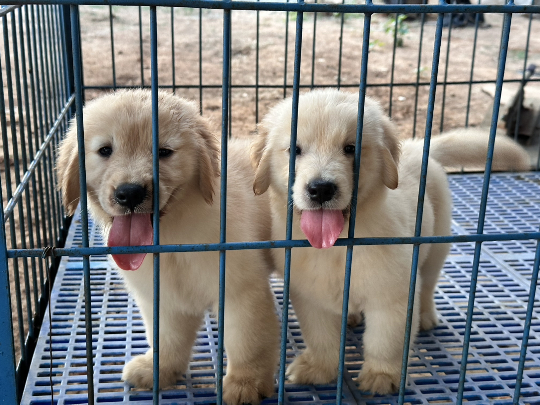 金毛幼犬，可爱活泼，性格温顺，适合家庭养殖