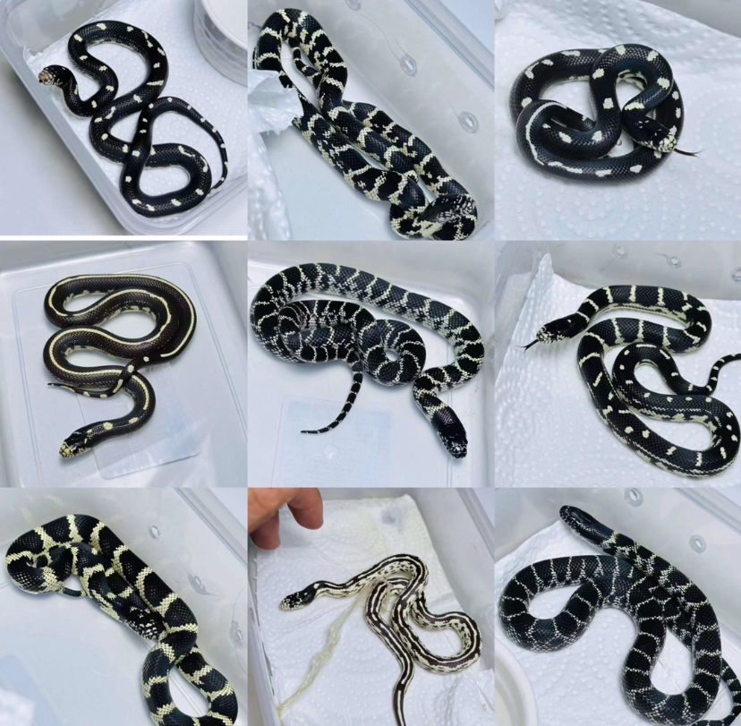 王蛇苗子盲盒包邮包活包风险好养适合新手，随机发不挑不选，免开尊口