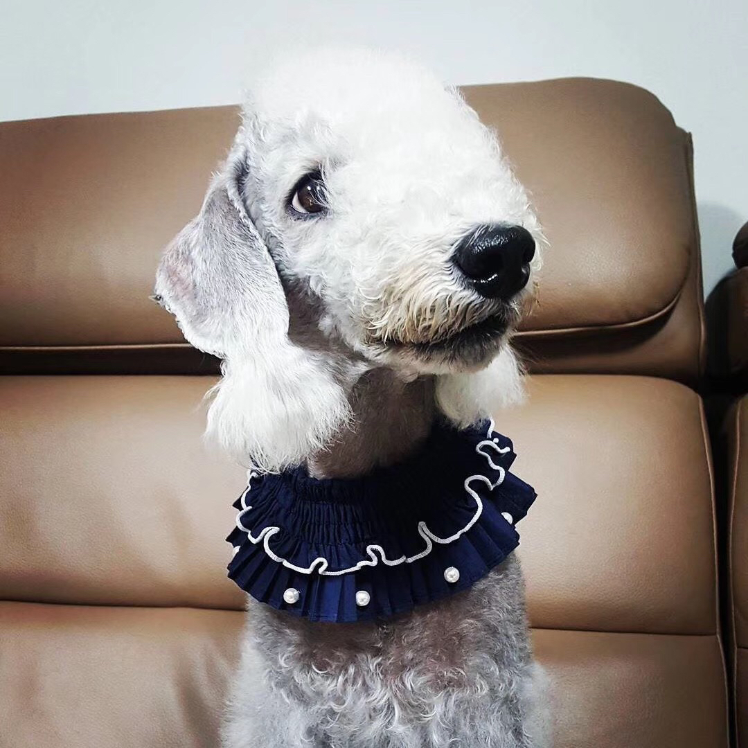 贝林顿梗(绵羊犬),卷毛可爱似小羊,温顺乖巧,家庭伴侣佳选