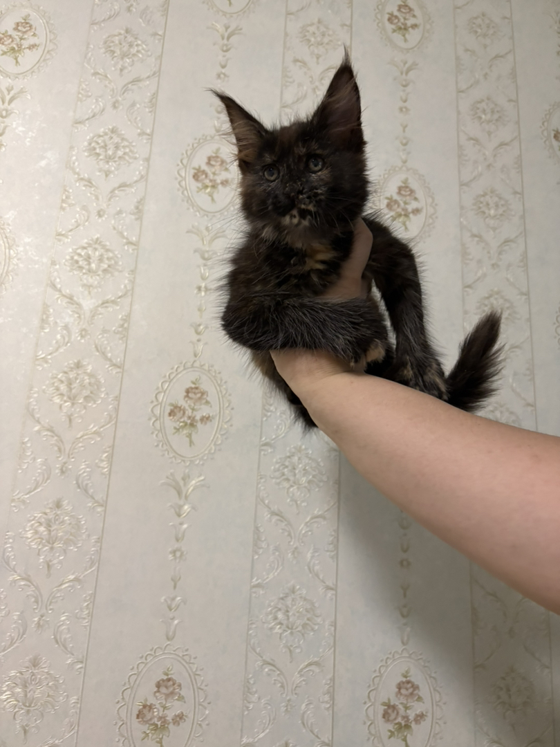 玳瑁大脚缅因妹妹