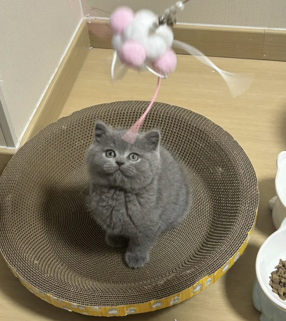 蓝猫已打疫苗驱虫保障终身售后。金渐层布偶银渐层金吉拉暹罗蓝猫银点暹罗猫