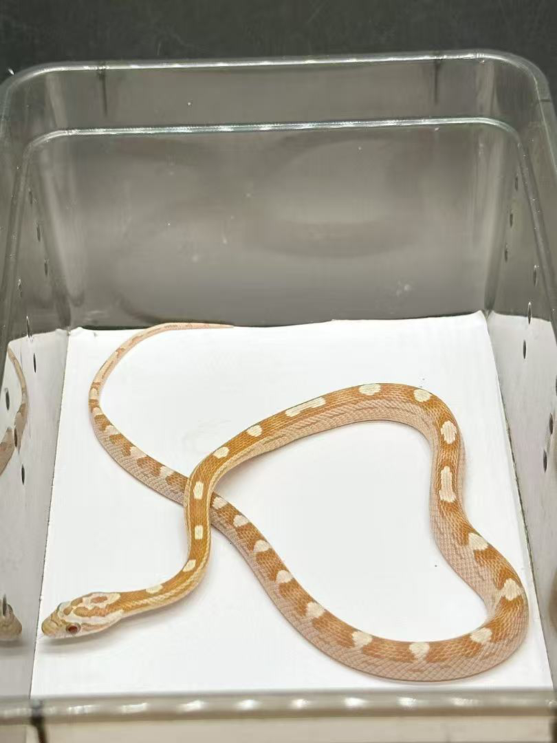 金沙圈玉米蛇大苗包邮包活包风险好养适合新手稳冻，蛇不能也不需要打疫苗