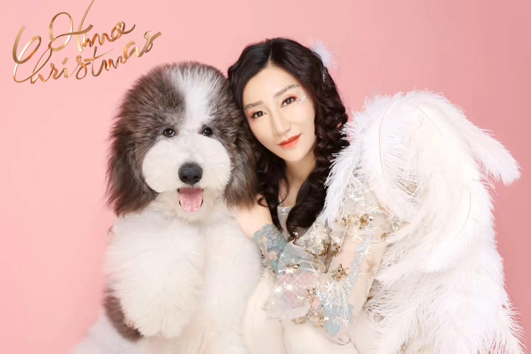 灰白花巨贵犬❤️双血统带证书芯片