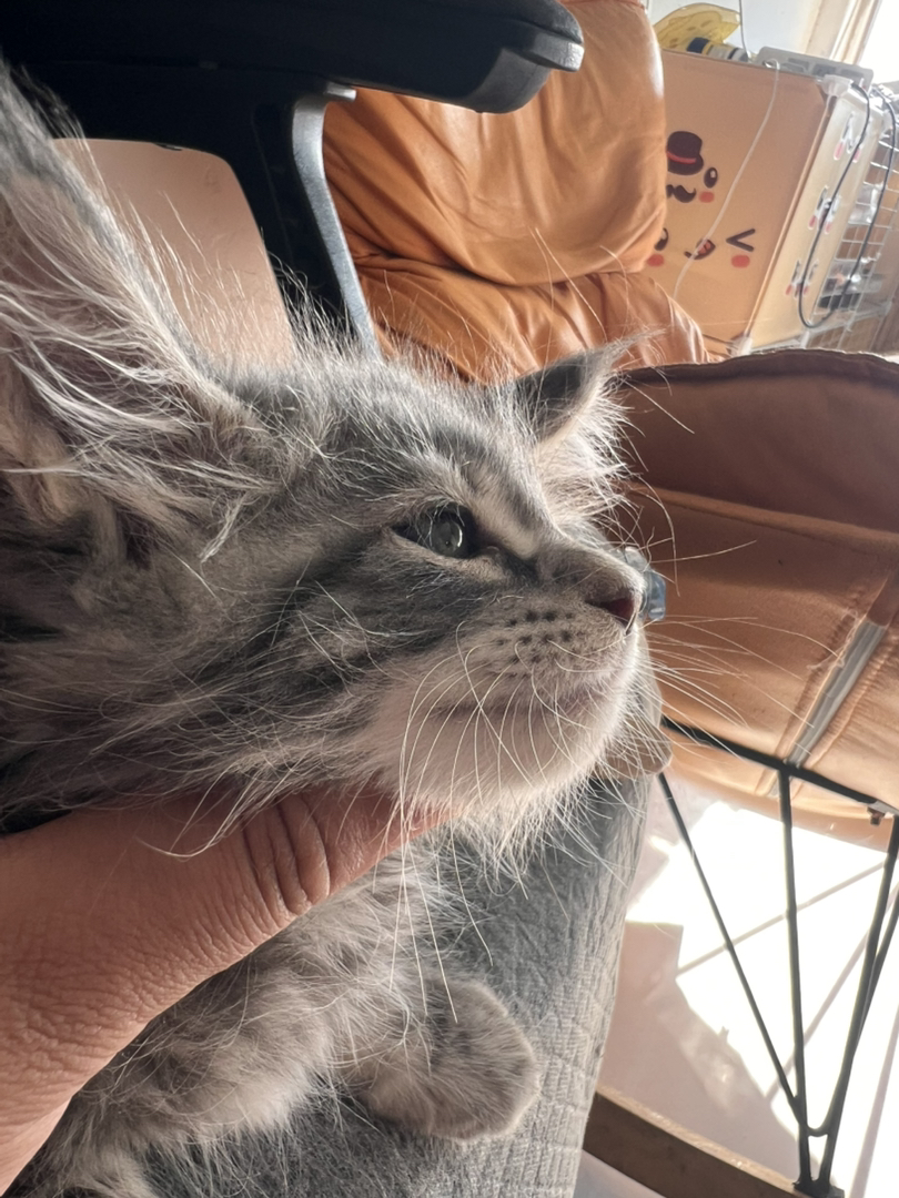 缅因猫幼崽(温柔巨人),灰毛蓬松耳饰毛灵动,软萌可爱,家庭伴侣佳选