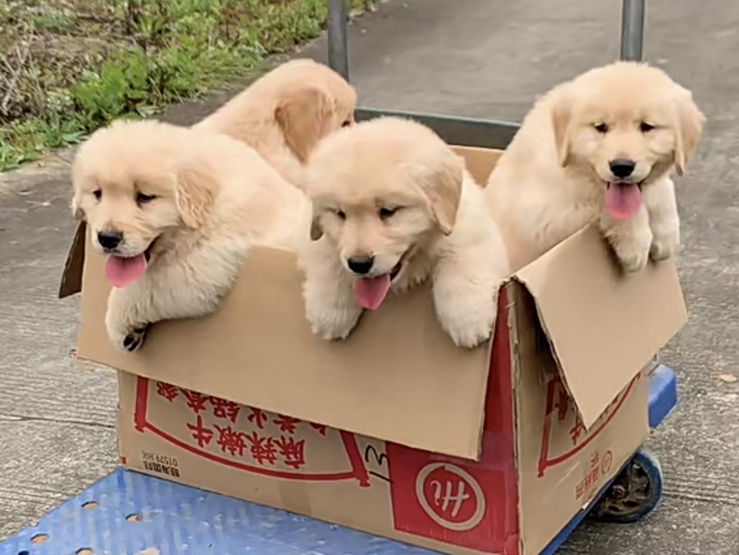 赛级金毛幼犬❤️双血统带证书芯片