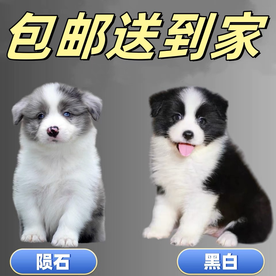 陨石边牧,黑白色边牧,金色边牧