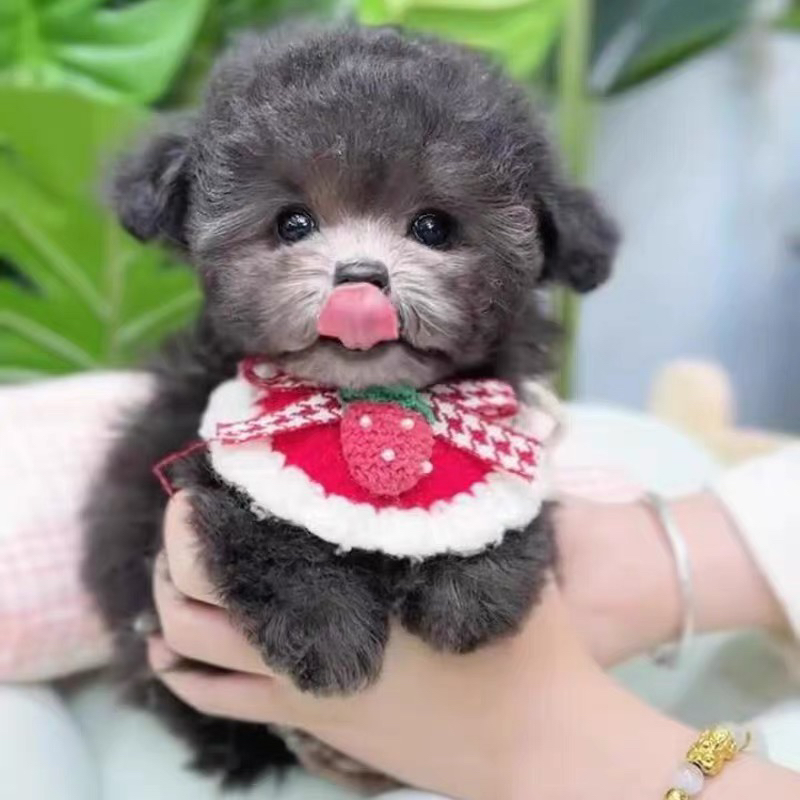 亮灰色泰迪熊