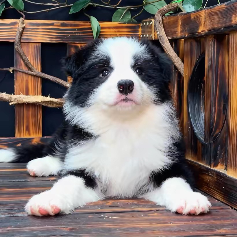 福利款边境牧羊犬