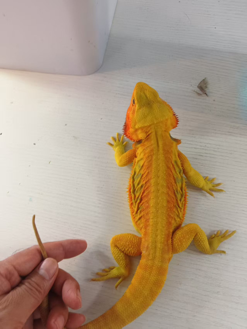 柑橘鬃狮蜥
