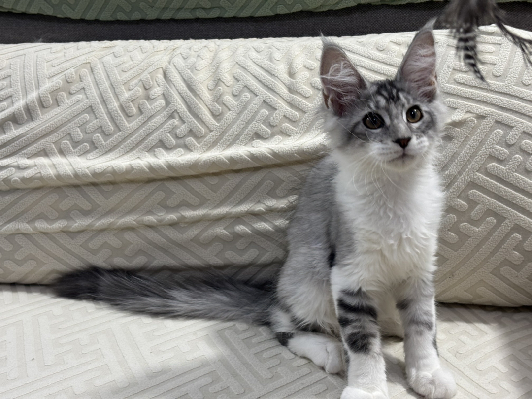 银虎加白缅因猫幼崽，体型大耳朵尖，颜值高，温柔好养